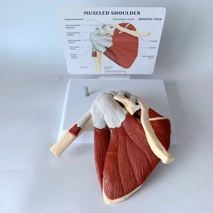 HUICHUN Modèle de science médicale grandeur nature Articulation réaliste de l'épaule humaine avec <span class=keywords><strong>muscles</strong></span> et ligaments - Product Image 4