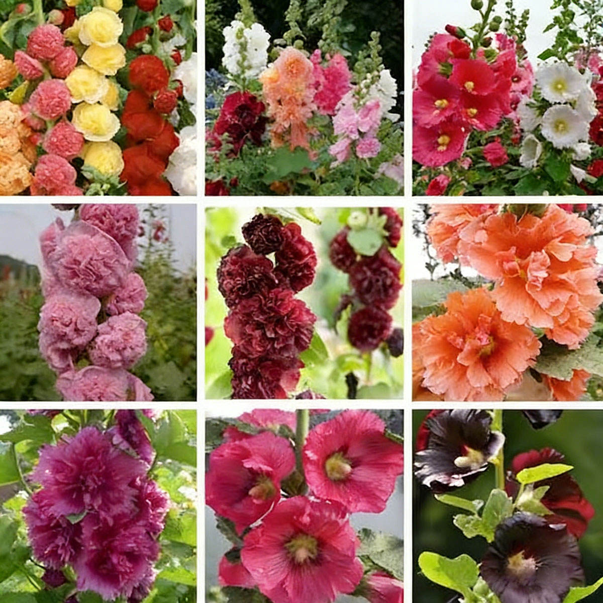 ส่วนผสมของสี