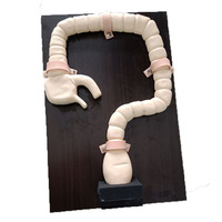 Modèle de formation en sciences médicales de vente directe d'usine Mannequin de côlon naturel pour l'enseignement de démonstration de sigmoïdoscopie et de coloscopie