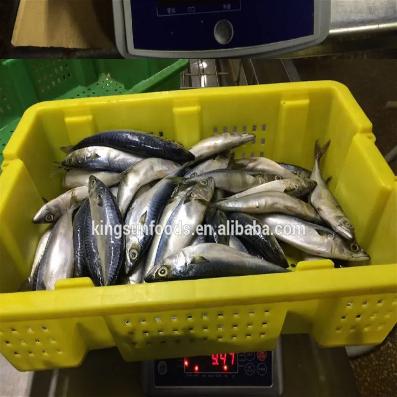 Harga Makarel Frozen Fish Makarel Frozen Pacific Mackerel