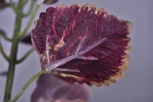KEWEI T779 Golden Fournisseur Soie Violet Feuilles de <span class=keywords><strong>Basilic</strong></span> Fleurs Artificielles de Haute Qualité pour la Décoration de la Maison de Mariage - Product Image 3