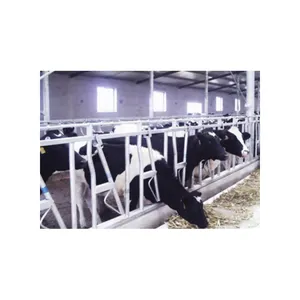 Cabecero de alimentación de ganado, bovinos de vaca usados, precio, bovinos galvanizados, comedero, equipo de gestión de granja lechera