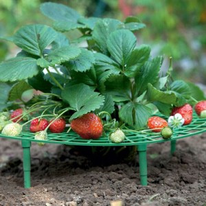 <span class=keywords><strong>Support</strong></span> de fraise <span class=keywords><strong>support</strong></span> de cadre balcon <span class=keywords><strong>support</strong></span> de plantation <span class=keywords><strong>support</strong></span> de fruits plante fleur escalade vigne pilier <span class=keywords><strong>support</strong></span> de jardinage - Product Image 3