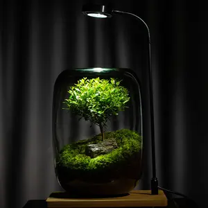 Tree of Life creative desktop Moss micro landscape finished bonsai good-keeping fresh green plant ecological bottle potted vase