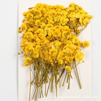 Dekorasi bunga kering bunga Baby's Breath, bunga Baby Breath kering yang diawetkan, bunga Gypsophila paniculata