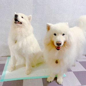 <span class=keywords><strong>Empapadores</strong></span> para <span class=keywords><strong>Perros</strong></span>, Desodorante para Gatos, Almohadillas Absorbentes, 100 Unidades, Pañales Gruesos para Orina, Tapete Sanitario para Cachorros - Product Image 3
