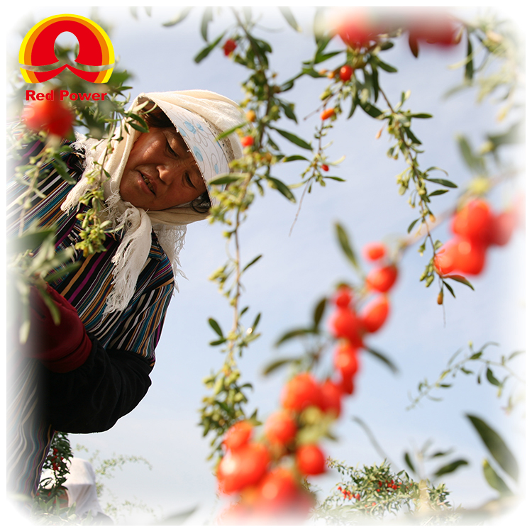 Red Power QIZITO wolfberries wholesale goji berry wolfberry wolfberry price