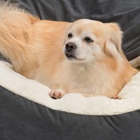 Offre Spéciale : Lit pour animaux de compagnie de luxe, orthopédique, en tissu Oxford, avec couverture à capuche, chaud, lavable, résistant à l'eau et à la saleté, type grotte, petit modèle