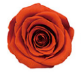 S coeur pêche unique + Orange