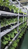 Pompe automatique Pro-leaf pour armoire de culture verticale, pour l'agriculture en conteneurs maritimes de 20'/40' pieds, pour la culture de laitue, du chanvre, des champignons et des fraises