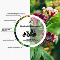 Huile essentielle distillée biologique de clou de girofle de Madagascar de haute qualité pour l'aromathérapie et les soins de la peau Matière première en gros