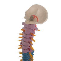 Modèle anatomique de colonne vertébrale de haute qualité avec nerfs et vertèbres, fabriqué en PVC durable, pour les études de sciences médicales SMD0164