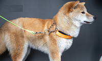 Nouveau collier anti-étranglement pour chiens, design empreinte de patte, en acier inoxydable, demi-chaîne en P, collier anti-perte pour animaux de compagnie