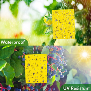 High - Tack Vegetable <span class=keywords><strong>Patch</strong></span> Insekten fallen: Halten Sie Ihren Gemüsegarten mit Leichtigkeit schädlings frei - Product Image 1