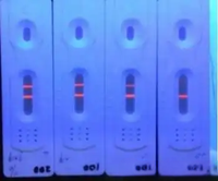 Microsphères fluorescentes en métal de terres rares à longue durée de luminescence, haute stabilité, pour le domaine des biomarques, prix 0,1 µm