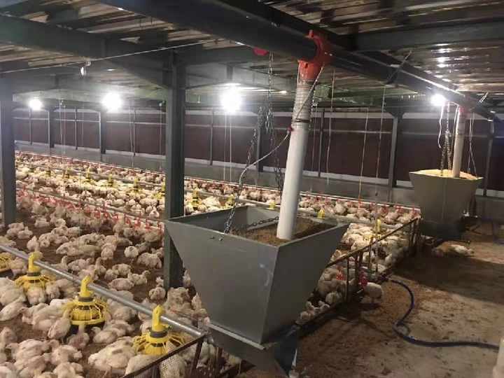 Automated Prefabricated Chicken Poultry Farm House Design for 10000 Chickens Animals Laying Hens Cheap Chicken Hen House Coop