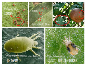 Fenpyroximate 5% SC <span class=keywords><strong>Insecticida</strong></span> <span class=keywords><strong>para</strong></span> árboles frutales contra ácaros rojos, pulgas y garrapatas, seguro <span class=keywords><strong>para</strong></span> abejas, pesticida agrícola, acaricida - Product Image 3