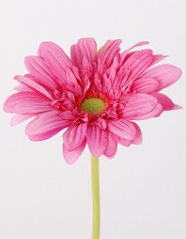 กุหลาบแดง