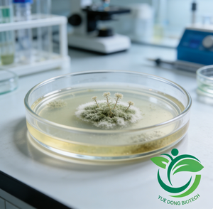 Trichoderma Longibrachiatum - Product Image 4