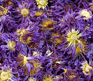 <span class=keywords><strong>Prix</strong></span> de gros <span class=keywords><strong>Lotus</strong></span> bleu égyptien 100% Tisane de couleur naturelle Sain pour fumer Thé en fleurs Fleur de <span class=keywords><strong>Lotus</strong></span> bleu séchée - Product Image 4