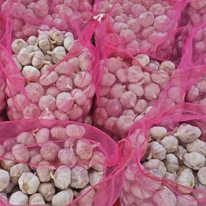Ajo Blanco Fresco de 4.5-7.0cm con Calidad Premium, Proveedor Confiable de Exportación de China <span class=keywords><strong>para</strong></span> Importadores a Granel en Todo el Mundo - Product Image 3