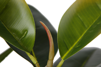 Offre Spéciale 75cm Chêne artificiel Vif Indien En Caoutchouc Faux Pots Plantes Pour La Décoration de Maison Et De Fête