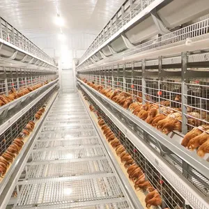 نظام الزراعة الأوتوماتيكي بالكامل من النوع H من 4 طبقات لمزارع الدجاج