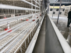Cage <span class=keywords><strong>d</strong></span>'élevage durable entièrement automatique à plusieurs niveaux <span class=keywords><strong>de</strong></span> type H pour poussins <span class=keywords><strong>d</strong></span>'<span class=keywords><strong>un</strong></span> <span class=keywords><strong>jour</strong></span> et poules pondeuses - Product Image 5