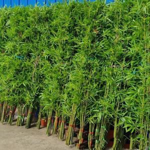 Bambou artificiel réaliste pour la décoration de la maison, du jardin et de l'hôtel, plantes artificielles de haute qualité, plantes artificielles d'intérieur, bonsaïs artificiels - Product Image 2