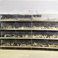 Cage de volaille à coq pour poissons, poulailler commerciale avec porte pour élevage de volaille