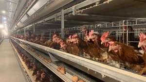Équipement d'élevage de volailles en acier inoxydable Cages pour poules pondeuses 1000 Oiseaux Poulailler - Product Image 2