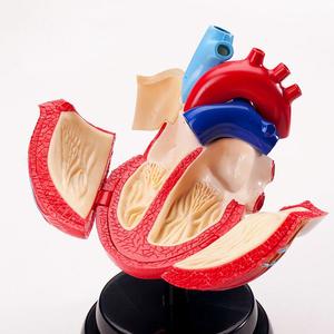 Modelo Anatómico Desmontable del Corazón Humano, Kit Educativo de Ciencias con Piezas de Vasos Sanguíneos, Material Didáctico para <span class=keywords><strong>el</strong></span> Aprendizaje de Biología - Product Image 2