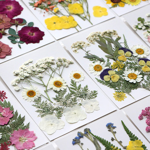 Kit de fleurs séchées, plantes pressées naturelles pour la fabrication de bijoux, le nail art, la création de cartes, les marque-pages, matériel artisanal - Product Image 4