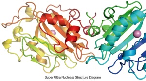 La super nuclease ultra est une endonucléase, dégrade toutes les formes d'<span class=keywords><strong>ADN</strong></span> et d'ARN, largement utilisée dans l'industrie biopharmaceutique. - Product Image 2