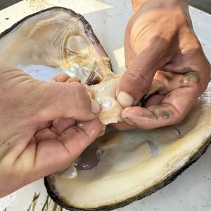 <span class=keywords><strong>Almejas</strong></span> de ostras de <span class=keywords><strong>perlas</strong></span> vivas Edison redondas cultivadas en agua dulce por encima de 12mm <span class=keywords><strong>con</strong></span> embalaje al vacío para envío - Product Image 1