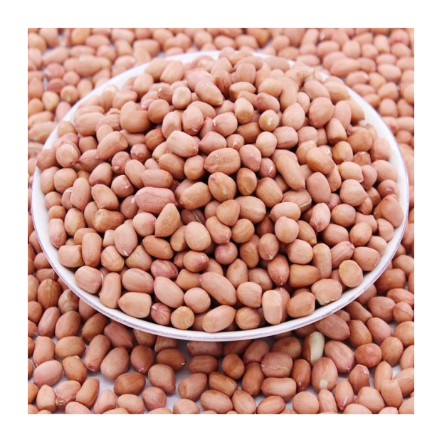 Buyers For Wholesale Jumbo Raw Peanuts High Quality Natural Bold Blanched Peanuts Kernels