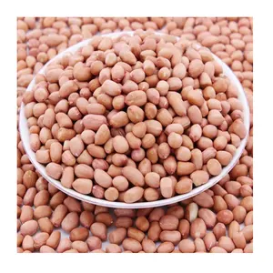 Käufer für Großhandel Jumbo Raw Peanuts Hochwertige natürliche kühne blanchierte Erdnuss kerne