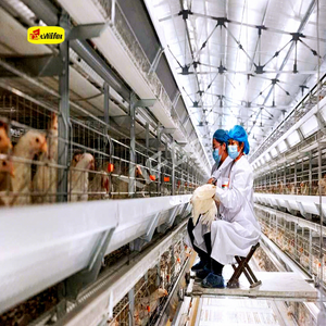 Équipement de collecte <span class=keywords><strong>d</strong></span>'œufs automatique à haute efficacité pour système de cages en batterie pour poules pondeuses avec convoyeur <span class=keywords><strong>d</strong></span>'œufs motorisé - Product Image 2