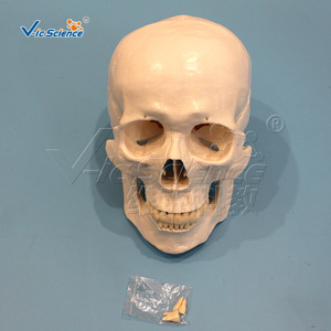 Modelo esquelético de cuerpo completo para adultos, desmontable y ensamblable, herramienta de demostración para la enseñanza y la investigación médica. - Product Image 1