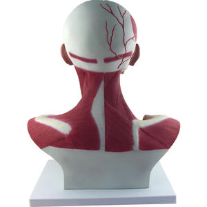 نموذج تشريحي لعضلات الرأس والرقبة, نموذج تشريحي للشريان الكرتوني ، للتدريس الطبي في المستشفيات - Product Image 3