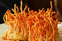 Capsules d'extrait de champignon en vrac Cordyceps Militaris Capsules Cordyceps Capsule Poudre