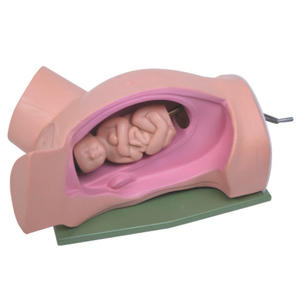 Modèle anatomique réaliste en promotion : Modèle d'entraînement réaliste avec manœuvres de Leopold avancées pour la formation médicale - Product Image 1