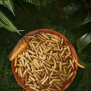Vers de farine riches en protéines, nourriture pour animaux de compagnie pour chats et hamsters, santé des articulations, protéines naturelles, nourriture de base - Product Image 1