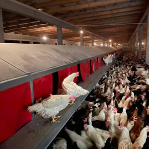 Conception moderne de plan de ferme de poulet de <span class=keywords><strong>construction</strong></span> de poulailler et fourniture d'équipement Système automatique de collecte des œufs - Product Image 2