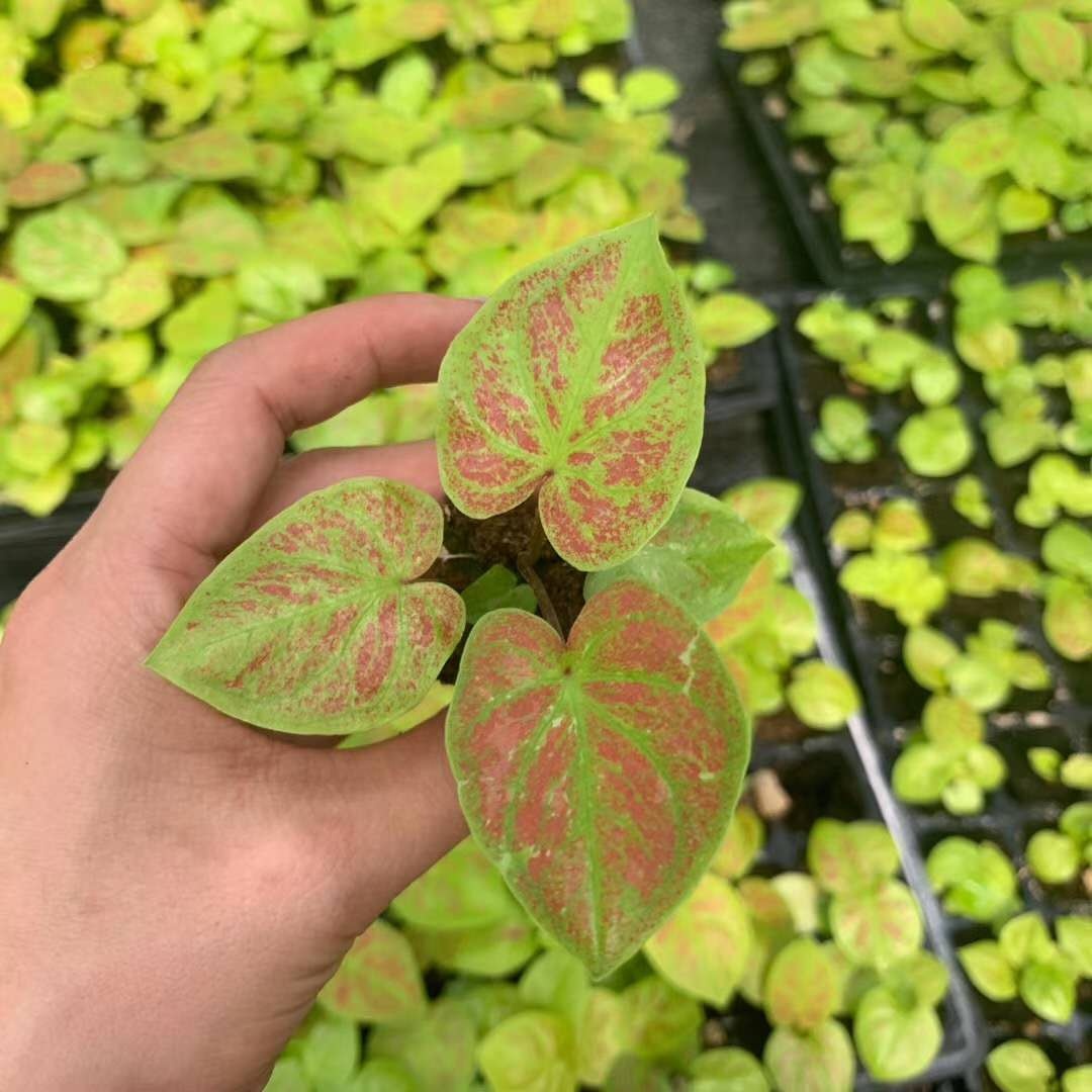 Культура тканей растений рассады колеус