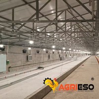 Système d'alimentation automatique en ligne pour volailles d'élevage commercial de poulets pondeurs