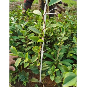 <b>Gardening</b> Support Stakes Fiberglass Rods <b>for</b> Plant Supports - Product Image 5