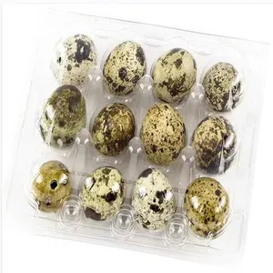 Plastic quail egg tray jumbo quail egg tray quail egg plastic tray for sale