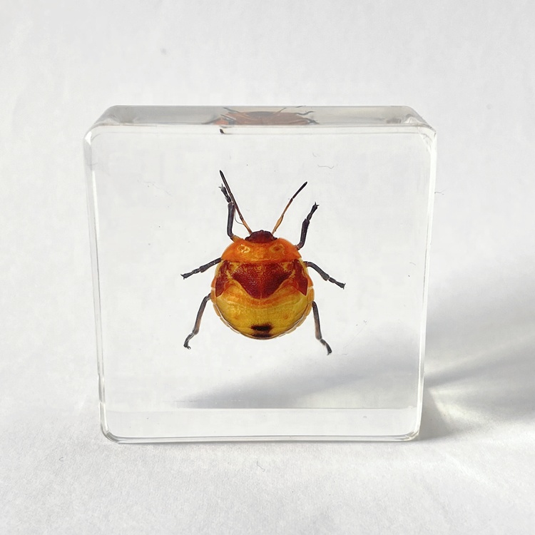 Цветные Насекомые Taxidermy, прозрачная смола, другие учебные пособия, Lychee Stink Bug, встроенный образец для школы