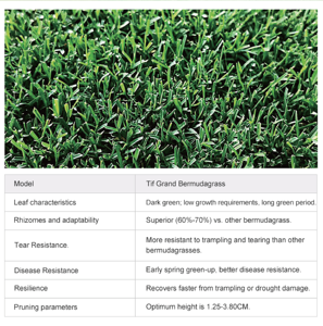 <span class=keywords><strong>Erba</strong></span> Sintetica Naturale Ecologica ad Alta Densità, Durevole, Morbida e a Rapida Germinazione per Campi Sportivi Indoor/Esterni - Product Image 3